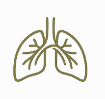 Minimalist sage green lungs illustration representing breath awareness, nervous system regulation, and restorative wellness practices.